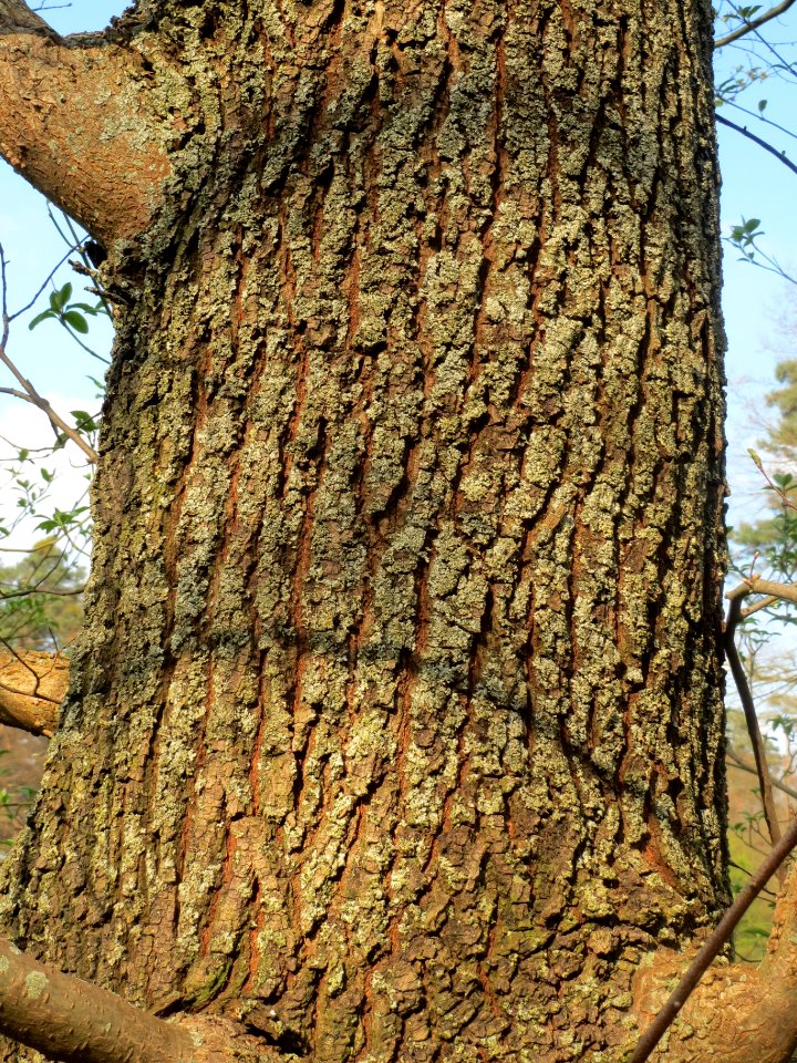 20140328Ulmus_minor4