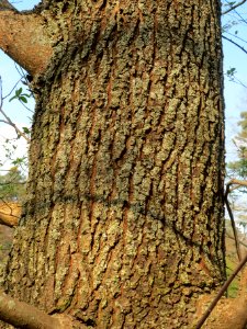 20140328Ulmus_minor4