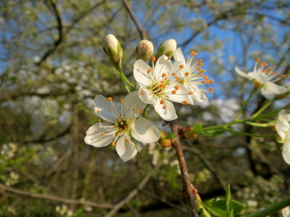 20140325Prunus_avium1