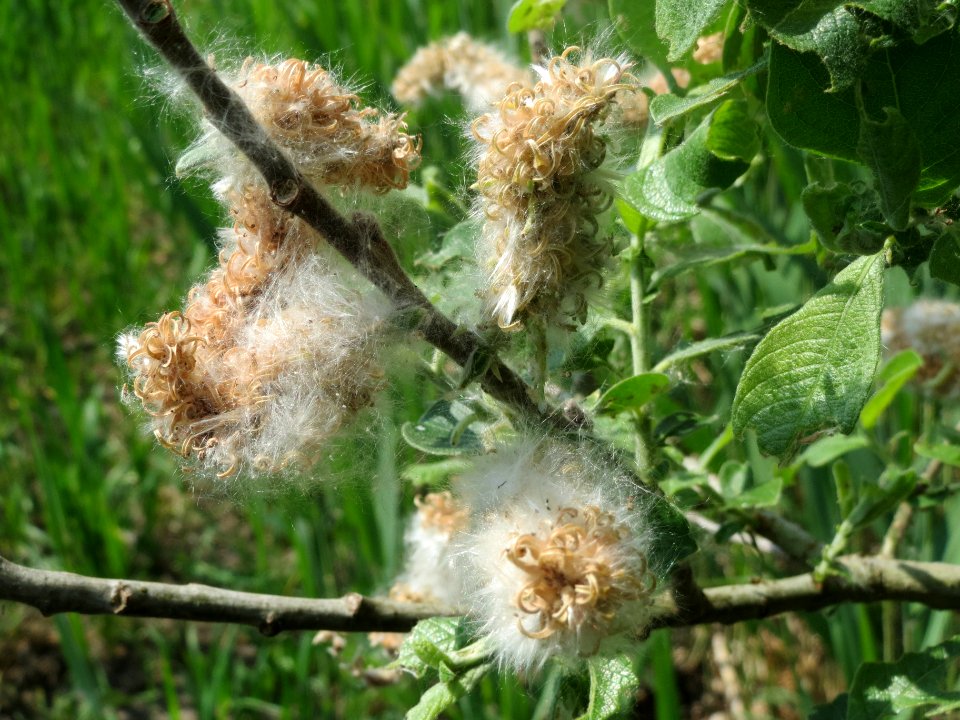 20140424Salix_caprea1
