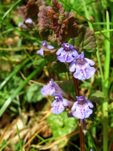 20140330Glechoma_hederacea2