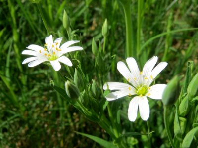 20140330Stellaria_holostea3
