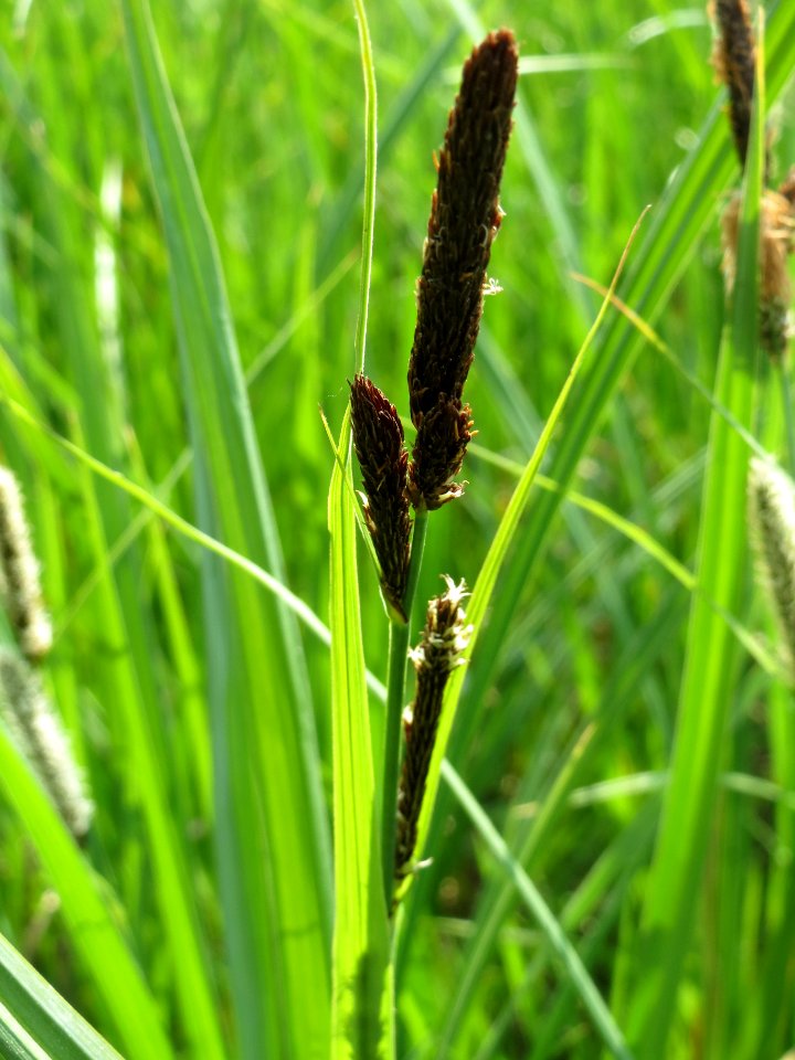 20140425Carex_acutiformis06