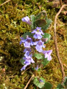 20140330Glechoma_hederacea1