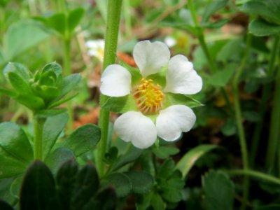 20140330Potentilla_sterilis1