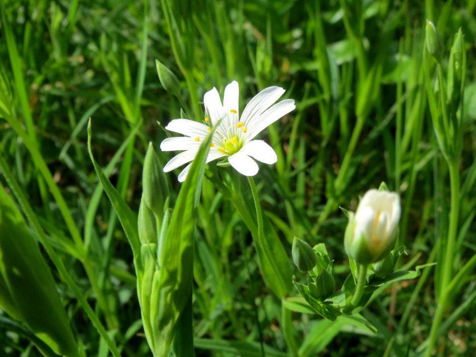 20140330Stellaria_holostea4