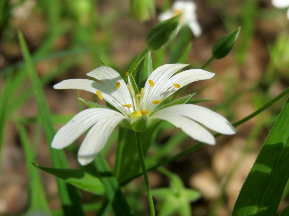 20140421Stellaria_holostea2