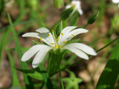20140421Stellaria_holostea2