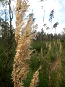 20140327Calamagrostis_epigejos1