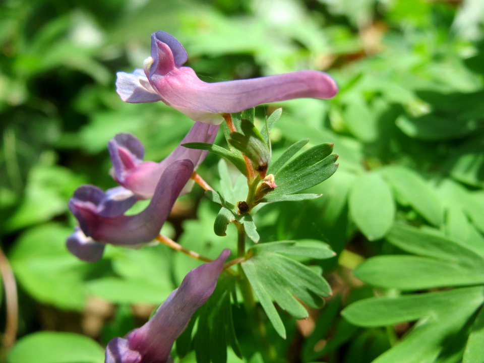 20140330Corydalis_solida3