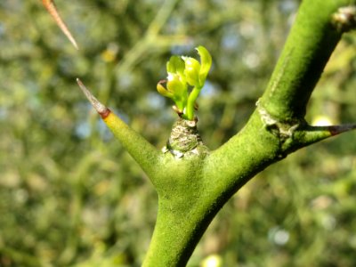 20140327Poncirus_trifoliata3