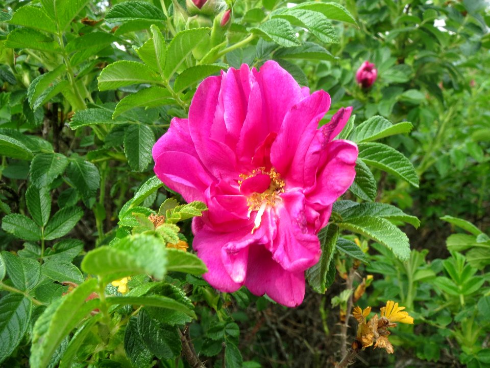 20140421Rosa_rugosa3