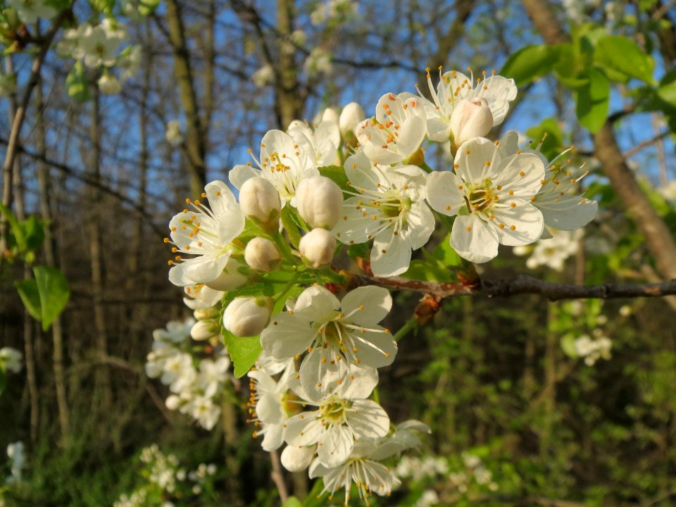20140325Prunus_avium4