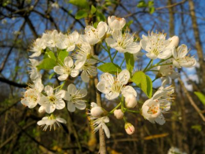 20140325Prunus_avium6