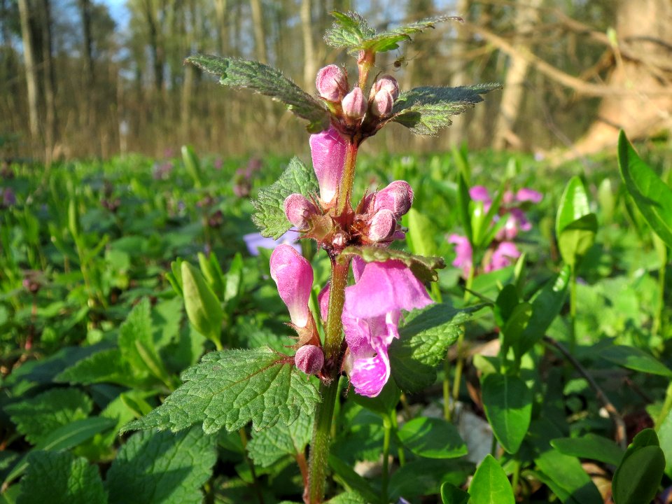 20140325Lamium_maculatum