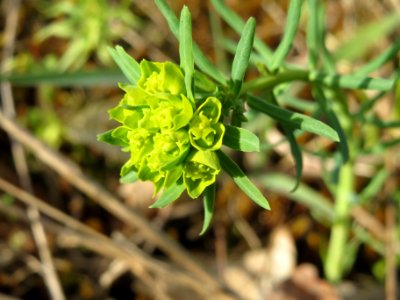 20140327Euphorbia_cyparissias3
