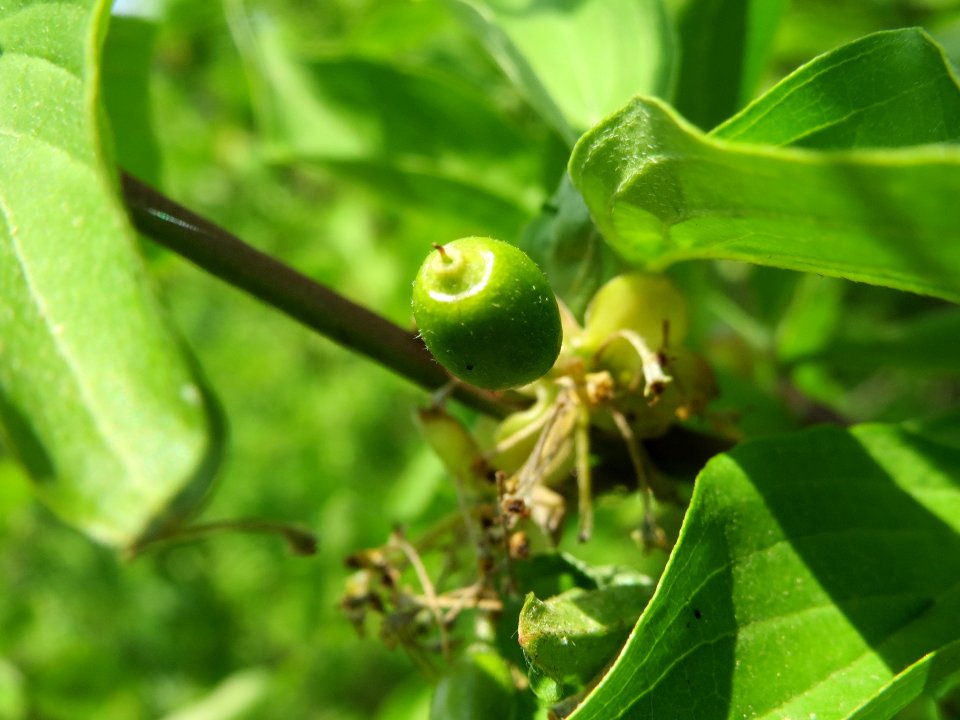 20140422Cornus_mas1