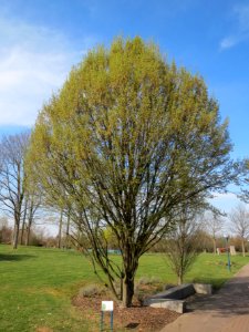 20140327Carpinus_betulus2