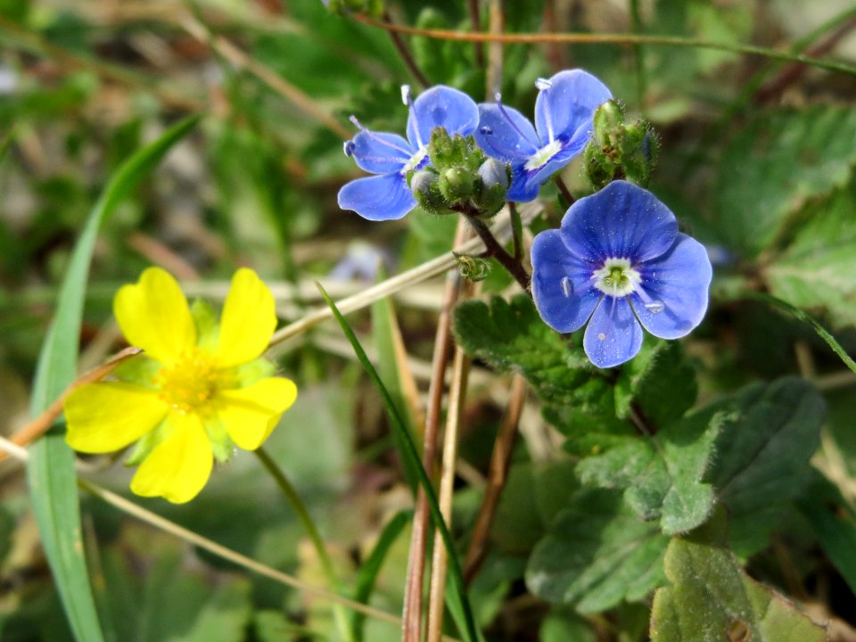 20140421Veronica_chamaedrys1