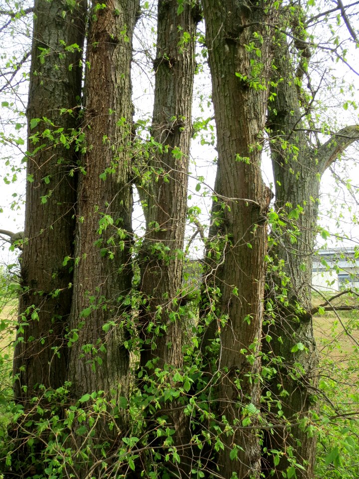 20140407Ulmus_minor02