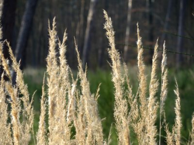 20140327Calamagrostis_epigejos3