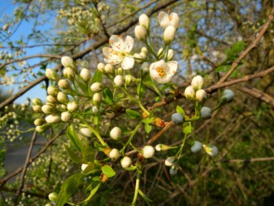 20140325Prunus_avium3