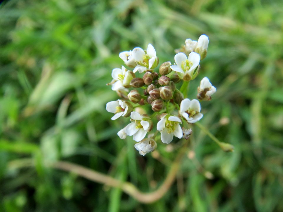 20140326Capsella_bursa-pastoris