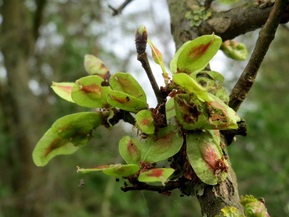 20140407Ulmus_minor04