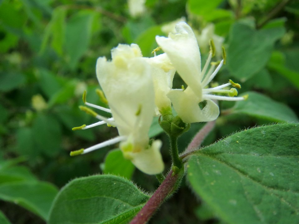 20140418Lonicera_xylosteum6