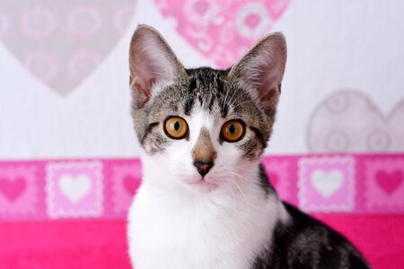 Cat portrait mieze kitten photo