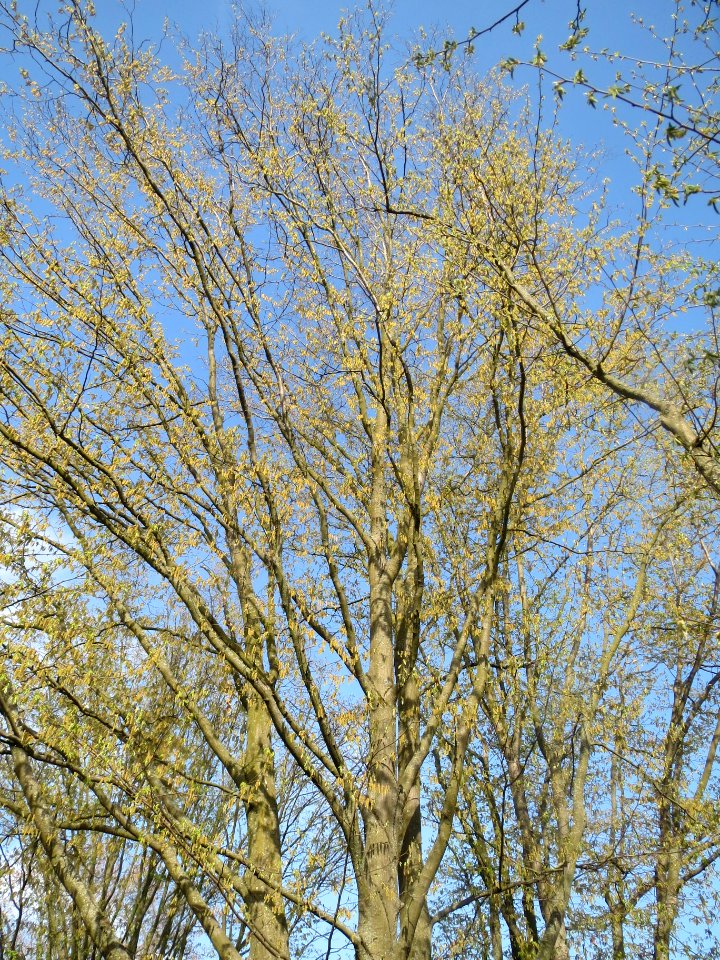 20140327Pappel_Hockenheim
