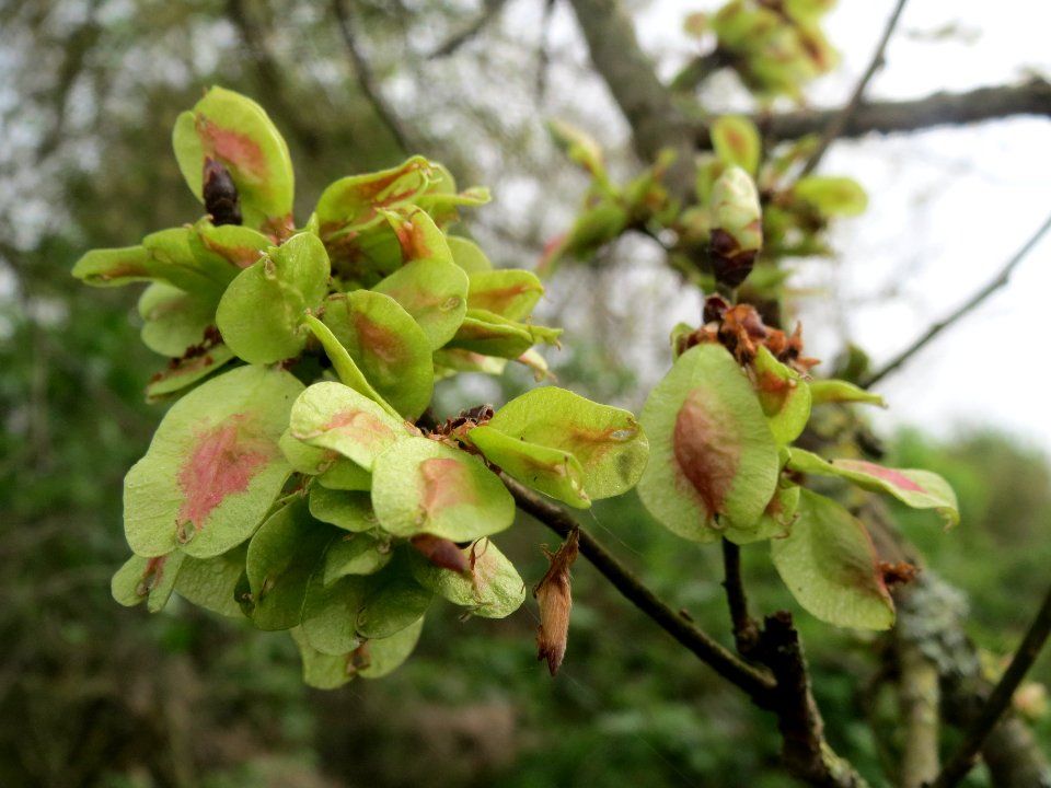 20140407Ulmus_minor03