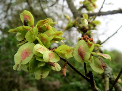 20140407Ulmus_minor03