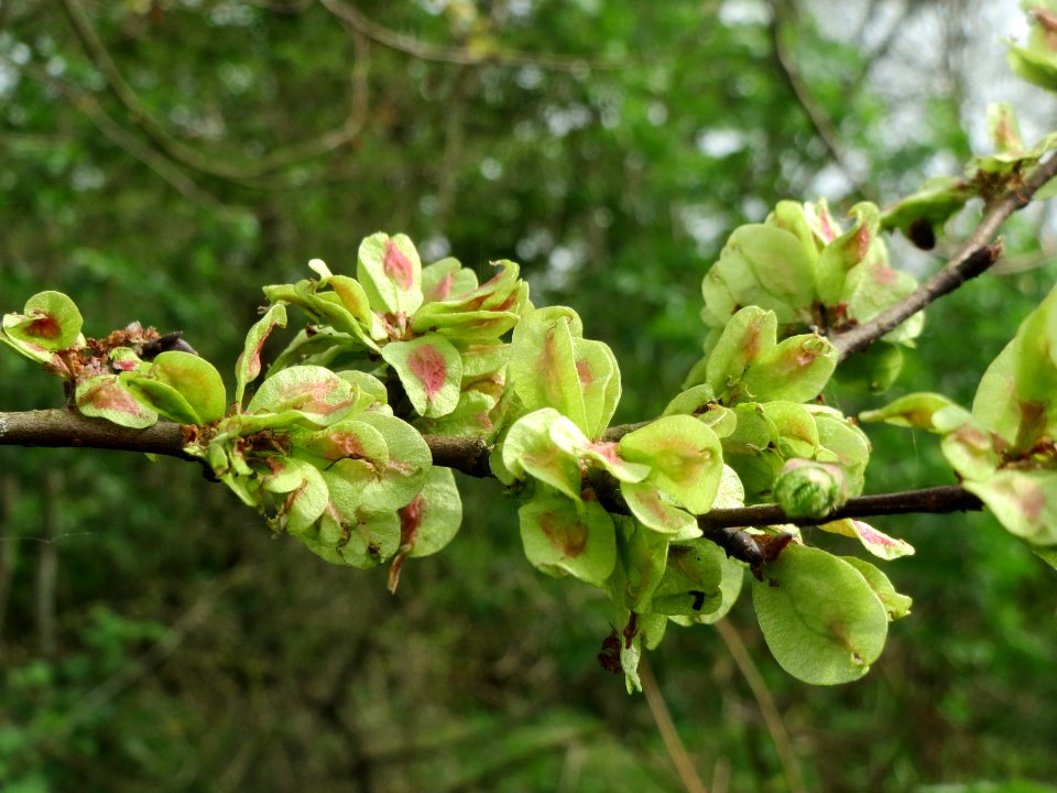 20140407Ulmus_minor05