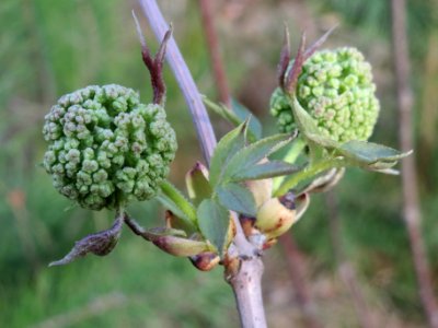 20140327Sambucus_racemosa5