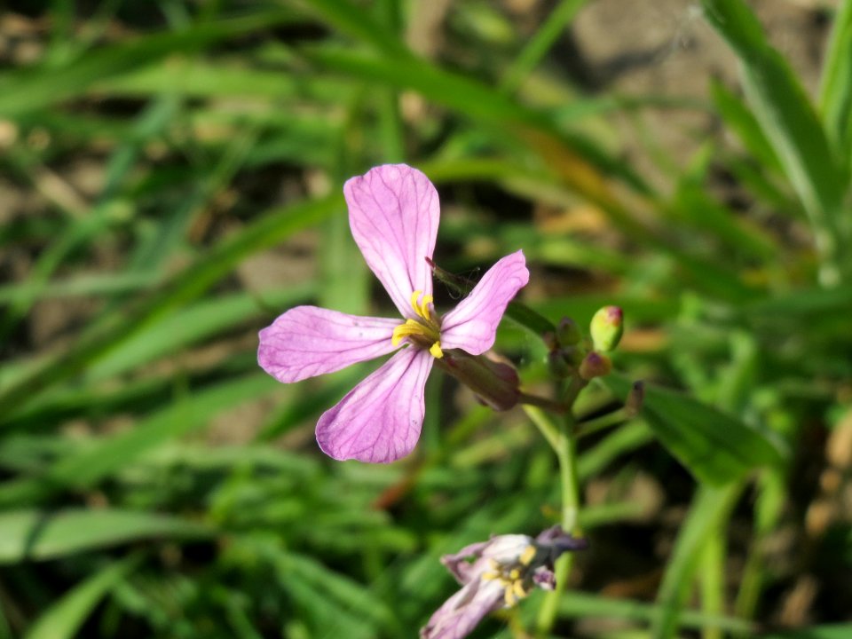 20140420Raphanus_sativus6