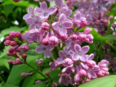20140407Syringa_vulgaris3