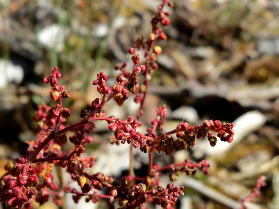 20140418Rumex_acetosella1