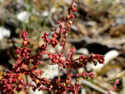 20140418Rumex_acetosella1