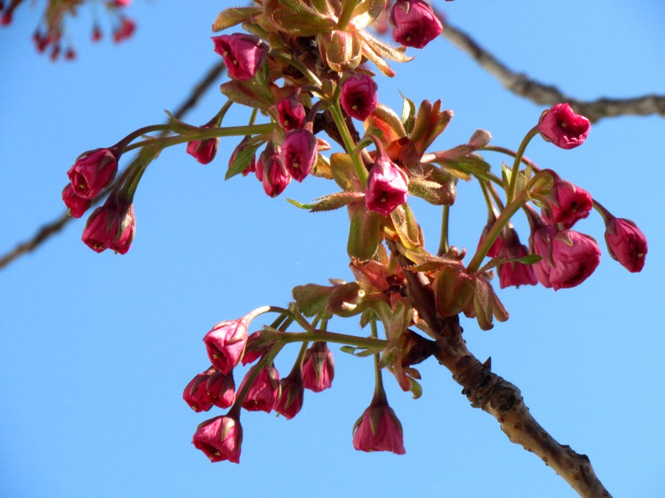 20140328Prunus_serrulata08