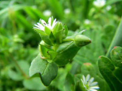 20140407Stellaria_media1