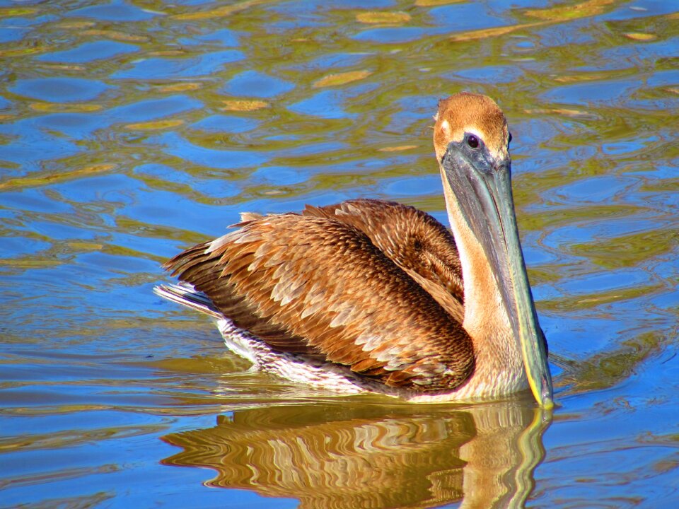 Birds pelicans bayou