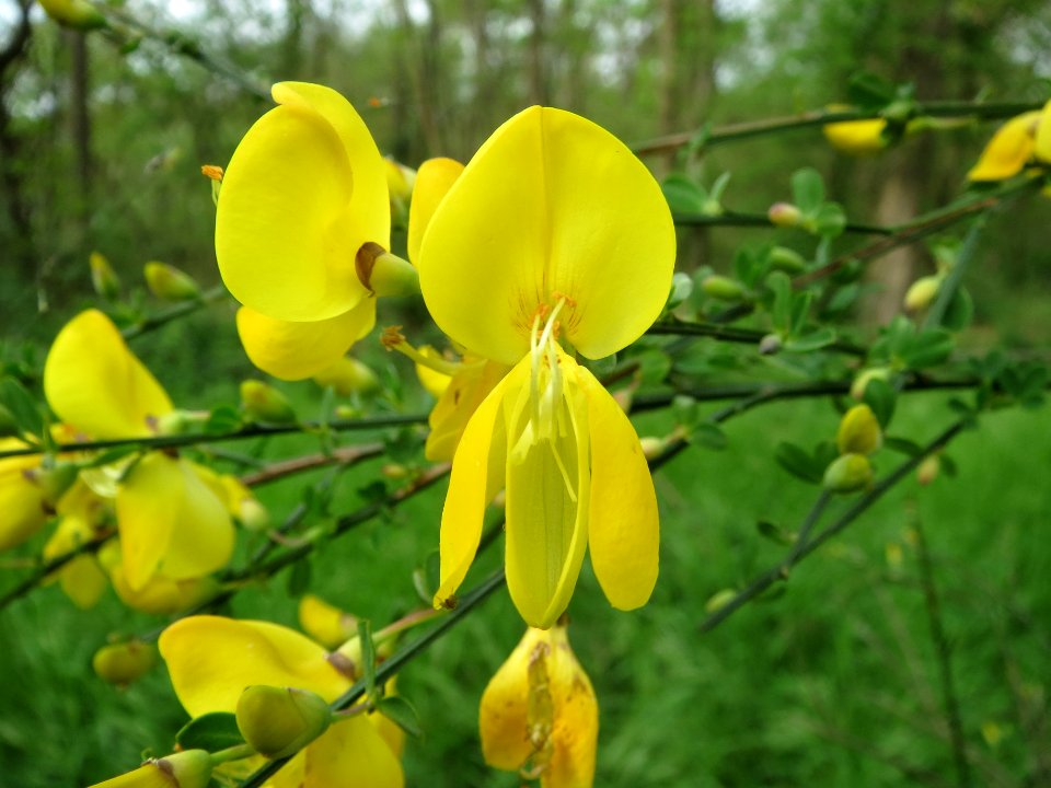 20140407Cytisus_scoparius1