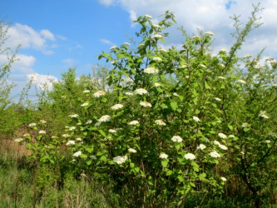 20140420Viburnum_lantana1
