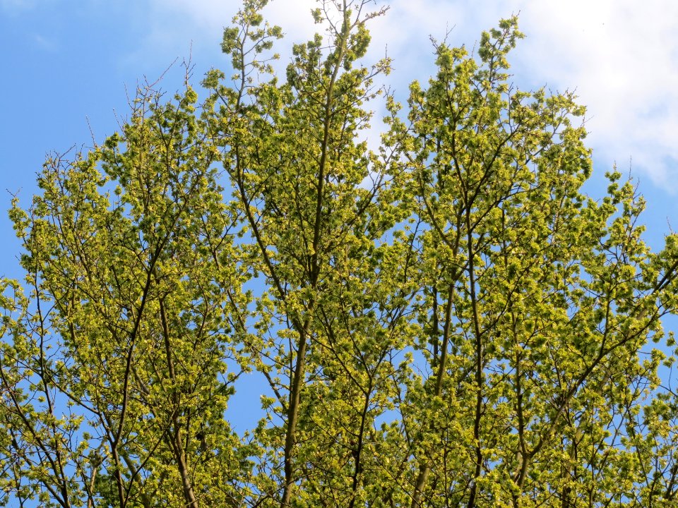 20140328Ulmus_minor3