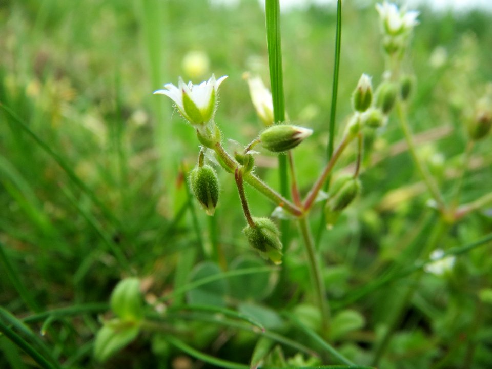 20140407Cerastium_semidecandrum4