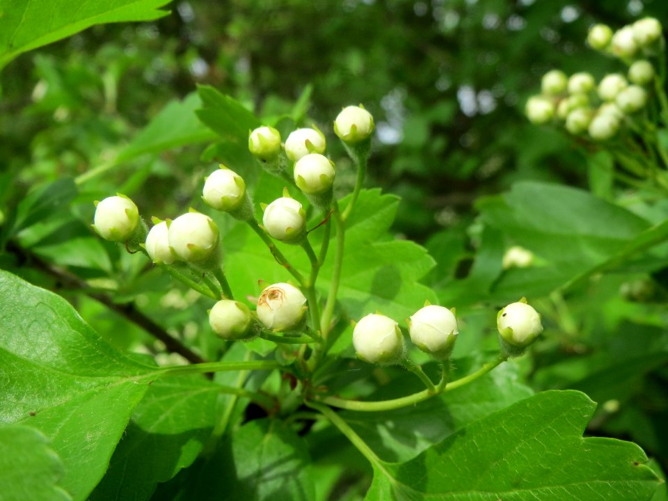 20140407Crataegus_monogyna1