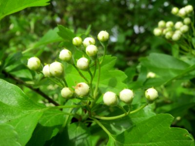 20140407Crataegus_monogyna1