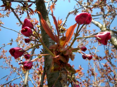 20140328Prunus_serrulata07