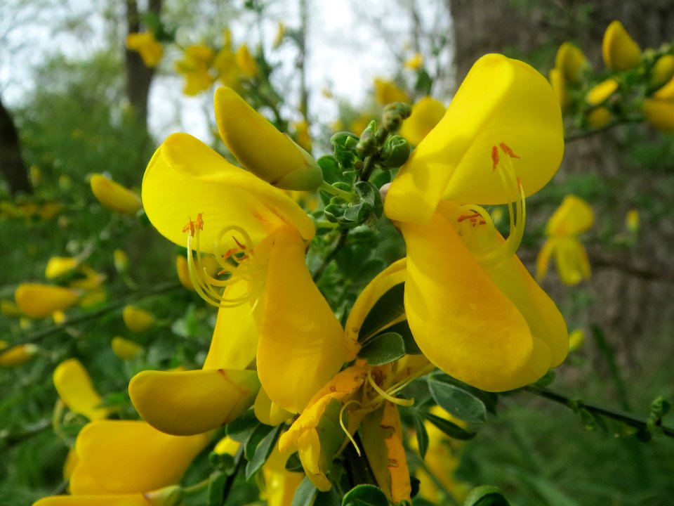 20140407Cytisus_scoparius3